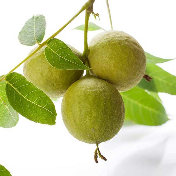 Organic Black Walnut Flavor Oil for Lip Balm