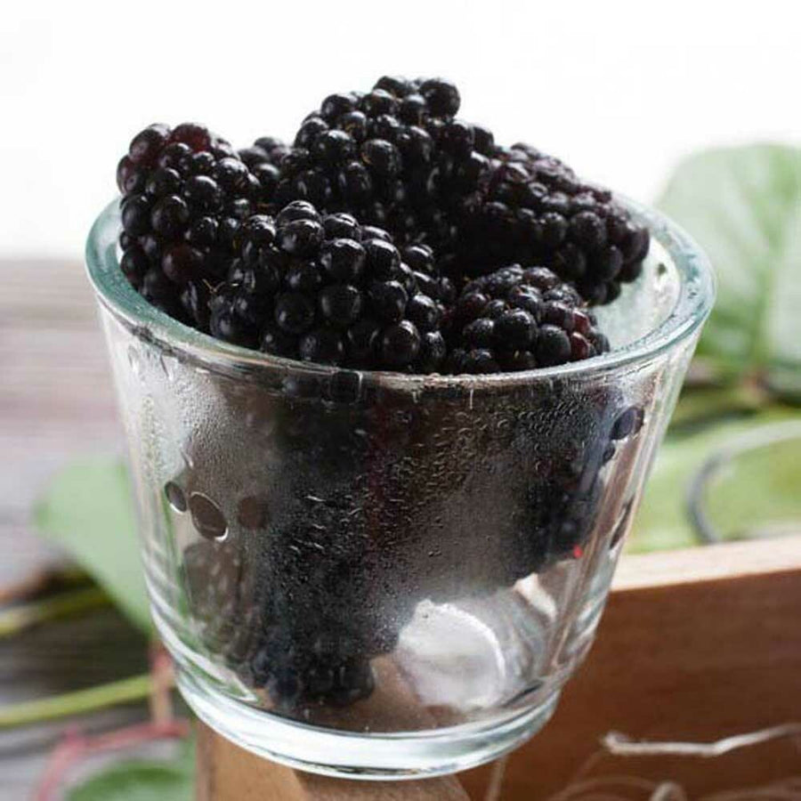 Organic Boysenberry Flavor Extract Without Diacetyl