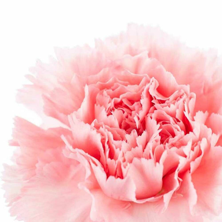 Carnation Fragrance Oil (Alcohol Soluble)