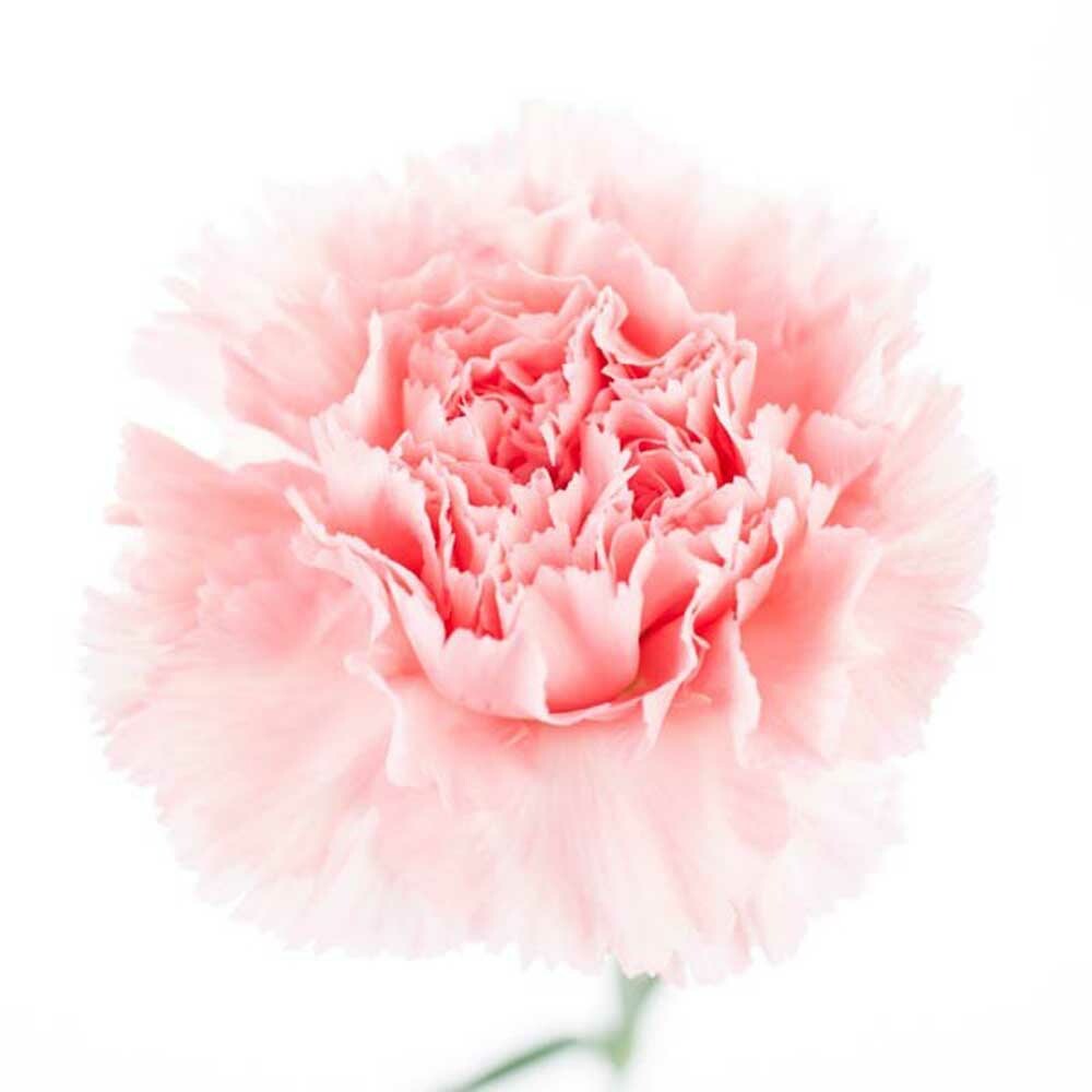 Carnation Fragrance Oil (Oil Soluble), Organic