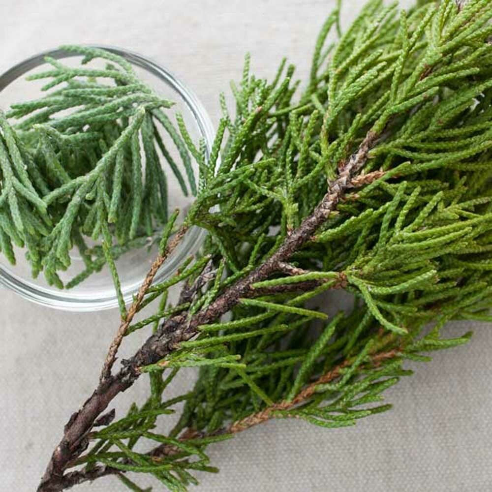 Cedarwood Fragrance Oil (Oil Soluble)