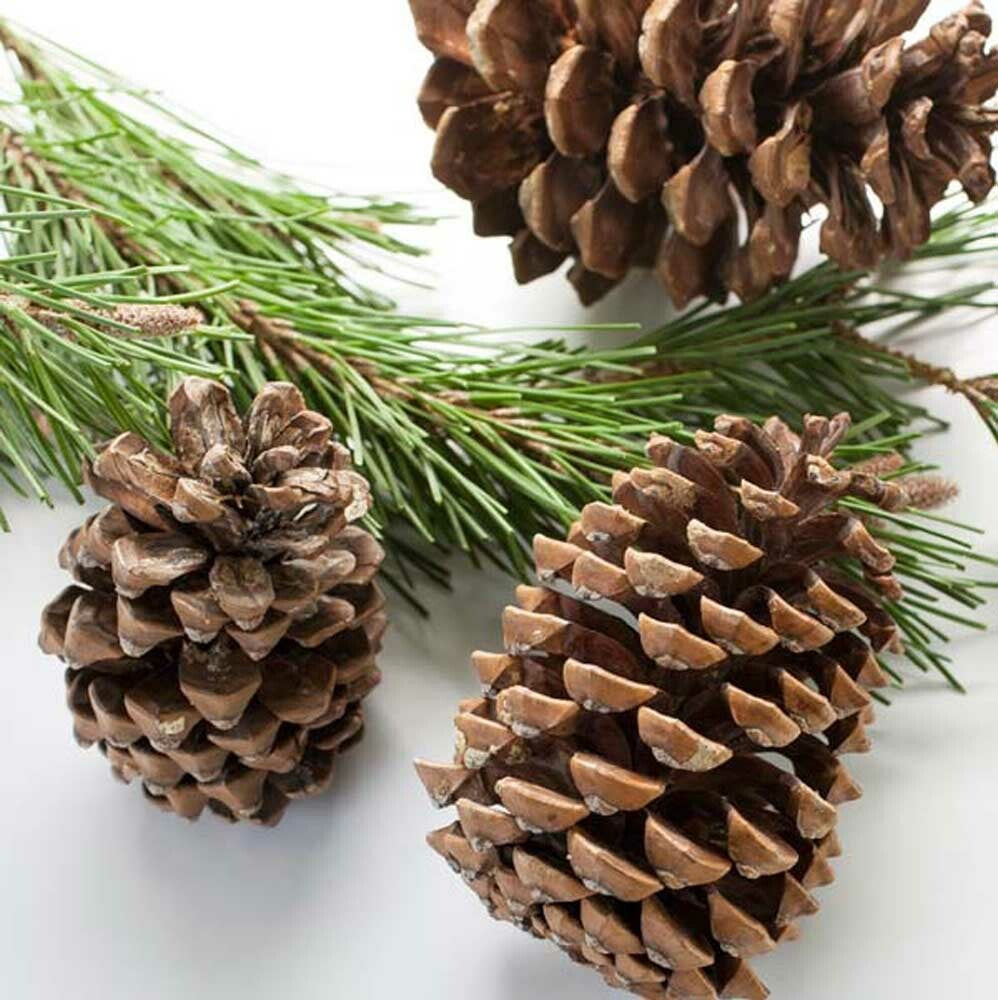 Christmas Fragrance Emulsion (Water Soluble)