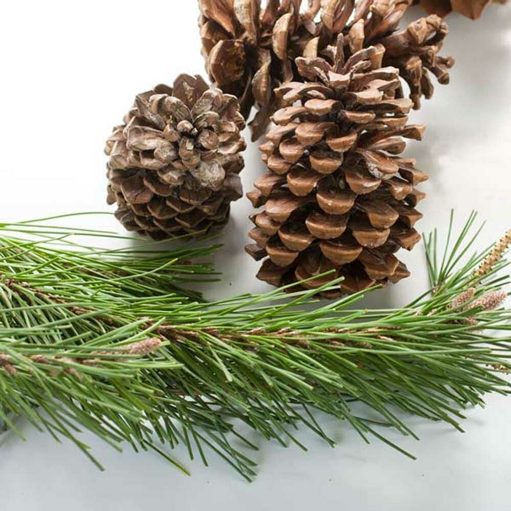 Christmas Fragrance Oil (Alcohol Soluble)