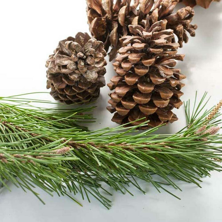 Christmas Fragrance Oil (Alcohol Soluble)