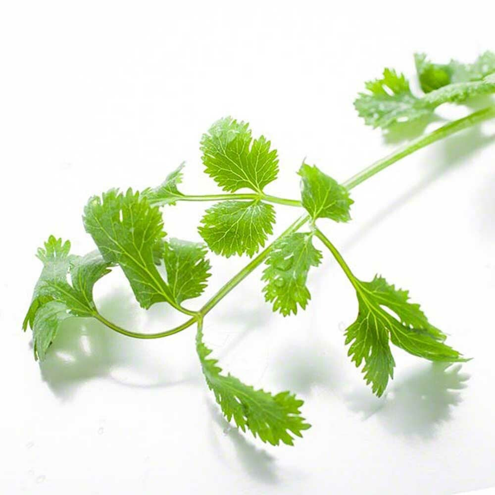 Organic Cilantro Flavor Extract Without Diacetyl