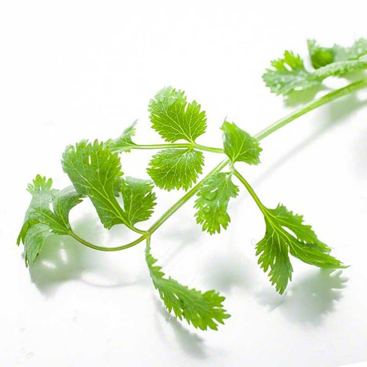 Organic Cilantro Flavor Extract Without Diacetyl