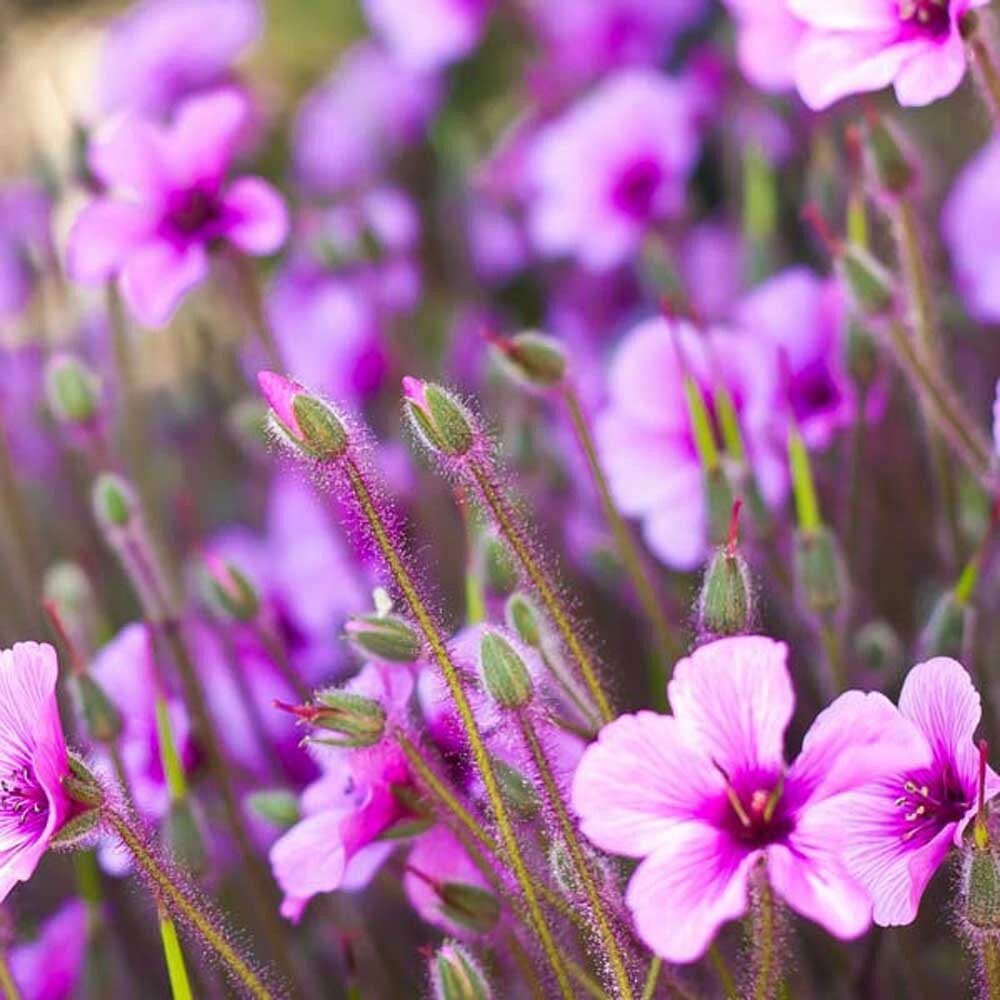 Coastal Flowers Fragrance Emulsion (Water Soluble)