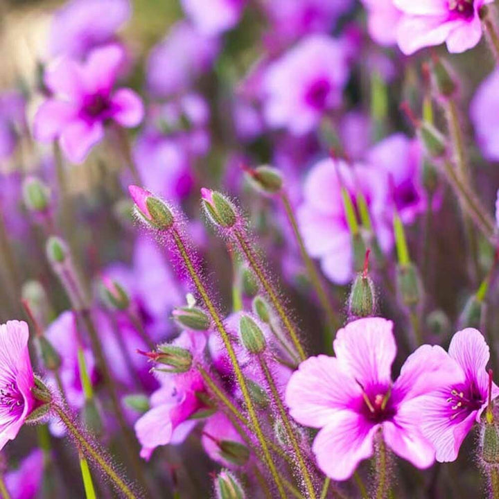 Coastal Flowers Fragrance Emulsion (Water Soluble)