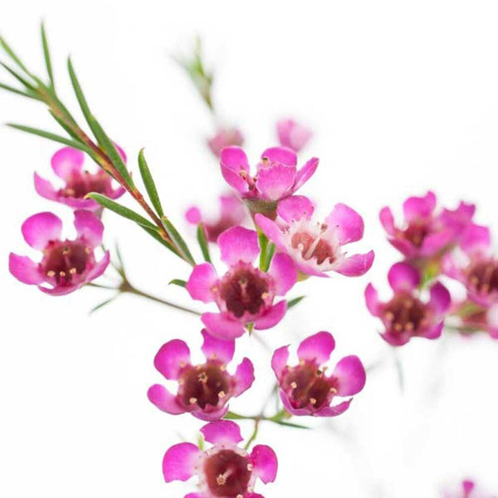 Coastal Flowers Fragrance Oil (Alcohol Soluble)