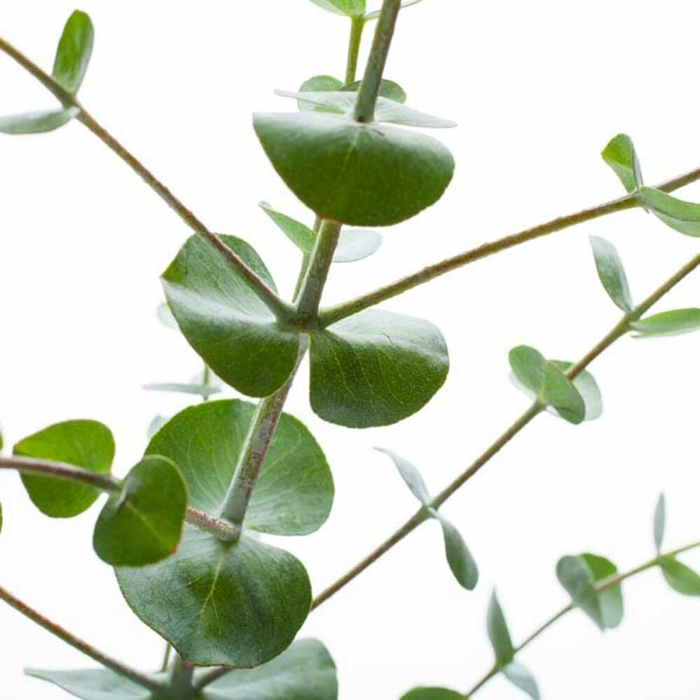 Eucalyptus Fragrance Oil (Alcohol Soluble), Organic