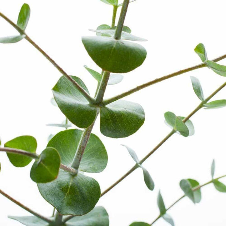 Eucalyptus Fragrance Oil (Alcohol Soluble), Organic