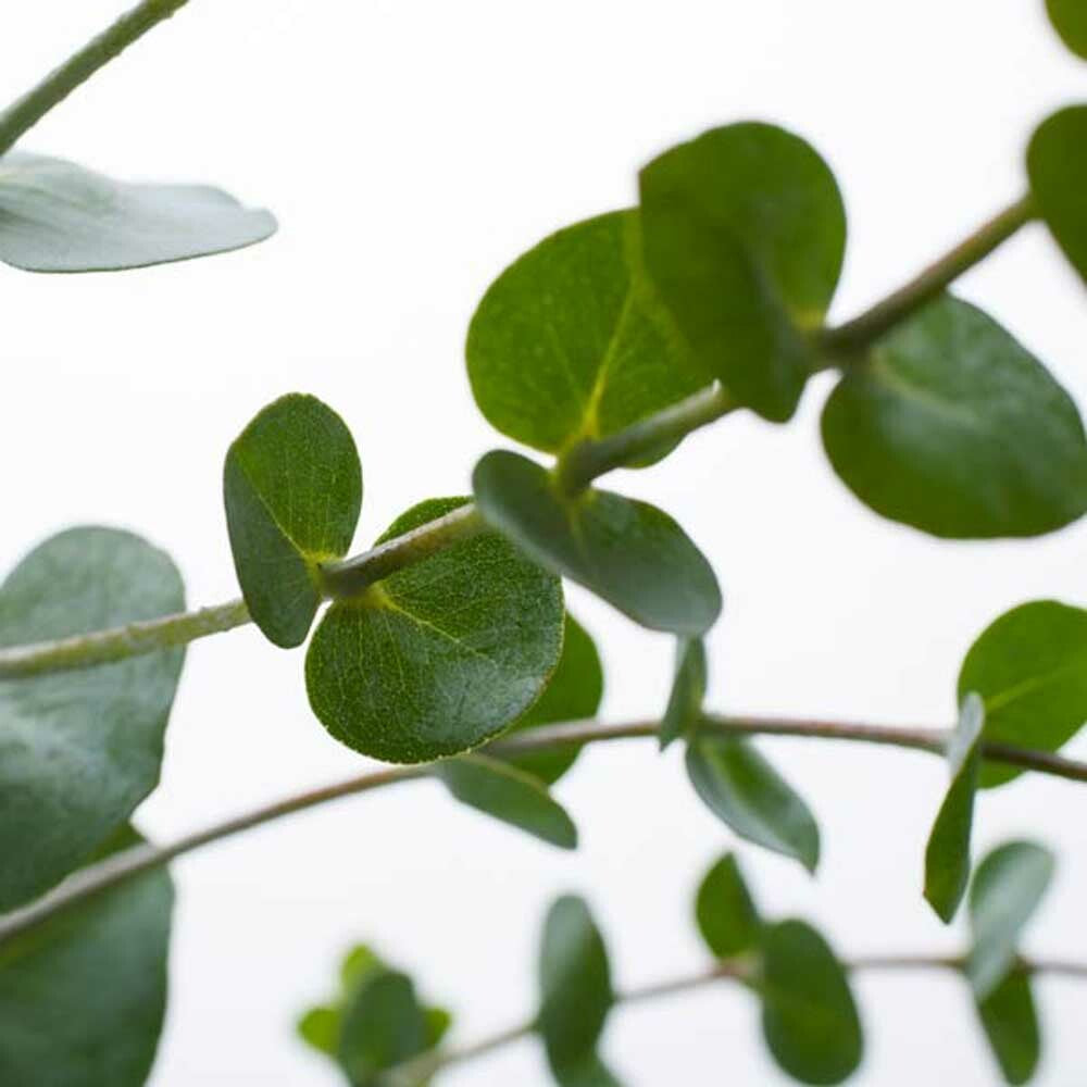 Eucalyptus Fragrance Oil (Alcohol Soluble)