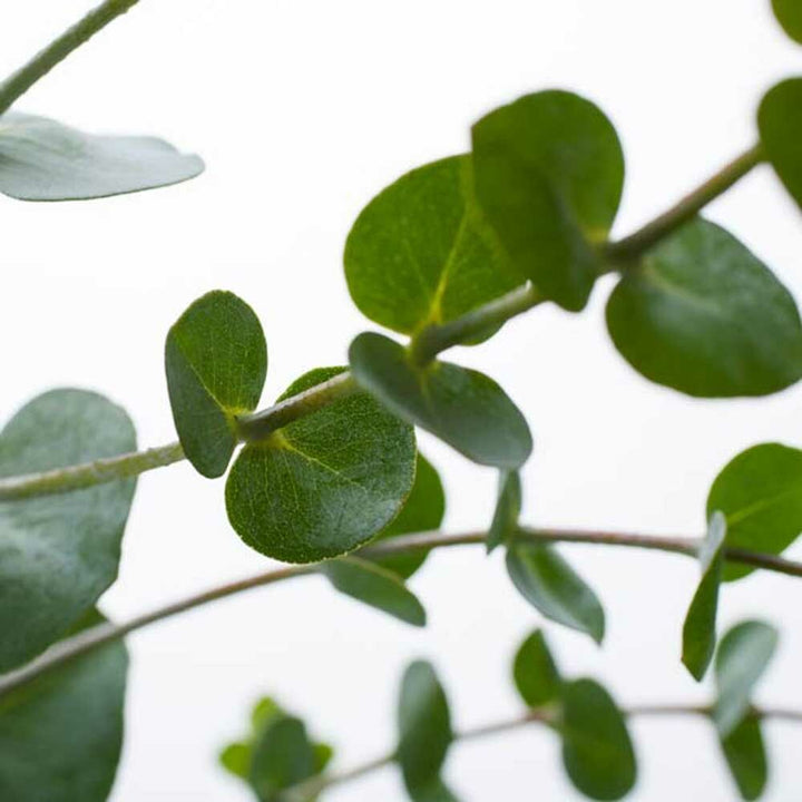 Eucalyptus Fragrance Oil (Alcohol Soluble)