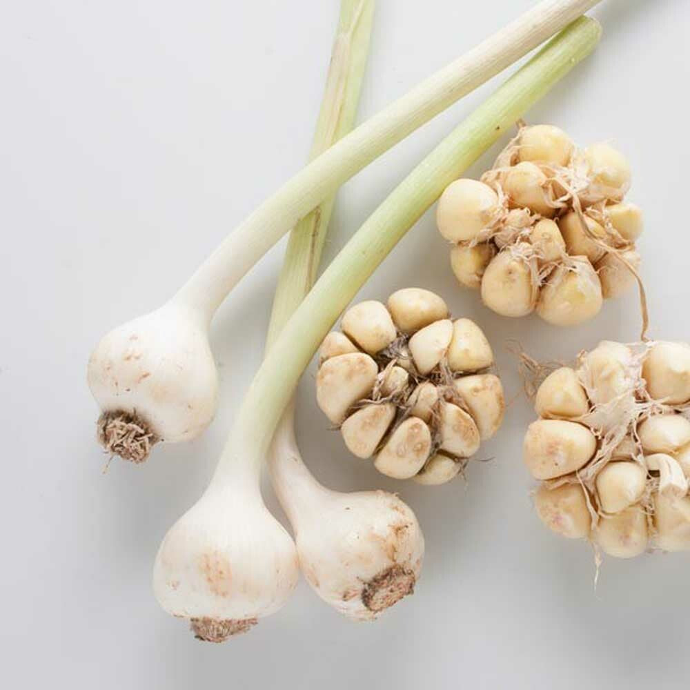 Garlic Cotton Candy Floss Sugar