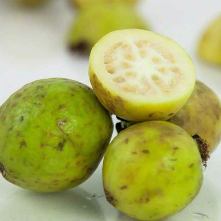 Organic Guava Flavor Oil for Lip Balm