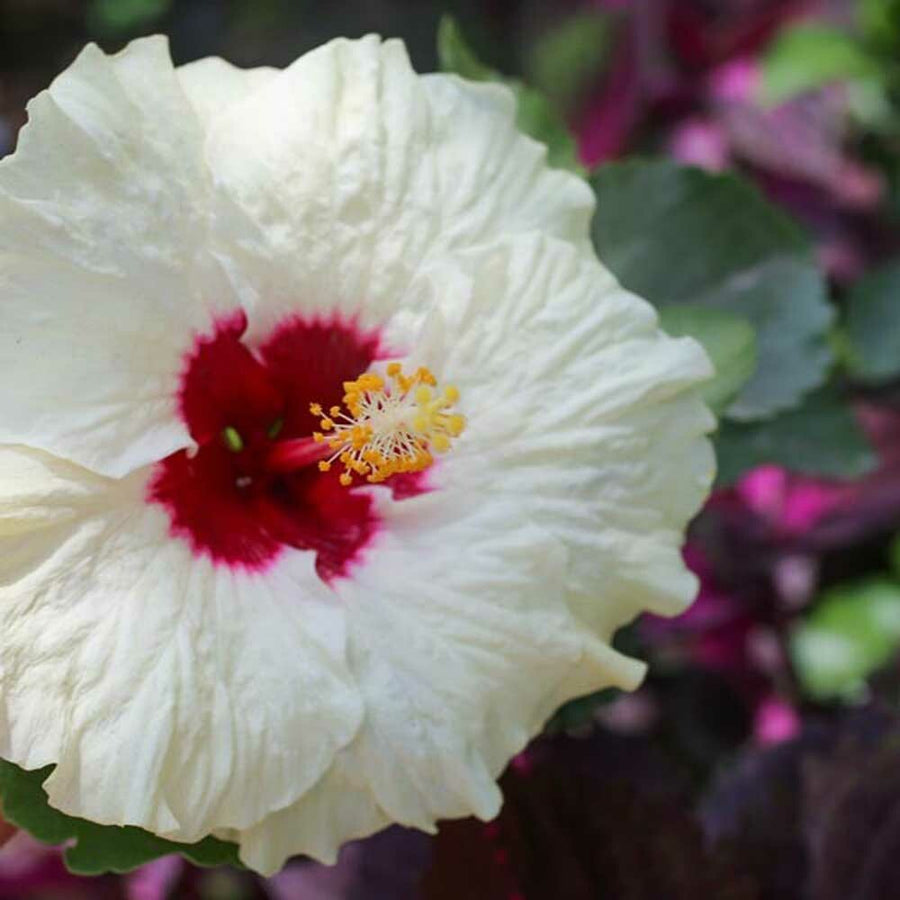 Hibiscus Flavor Emulsion for High Heat Applications, Organic