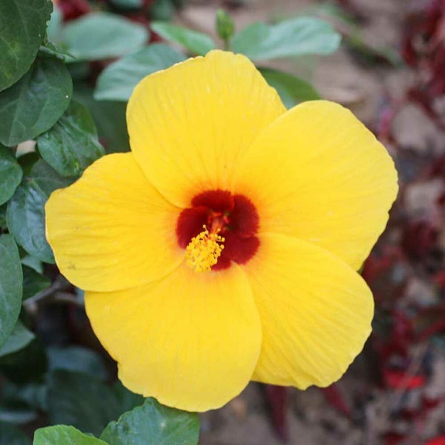 Hibiscus Flavor Emulsion for High Heat Applications