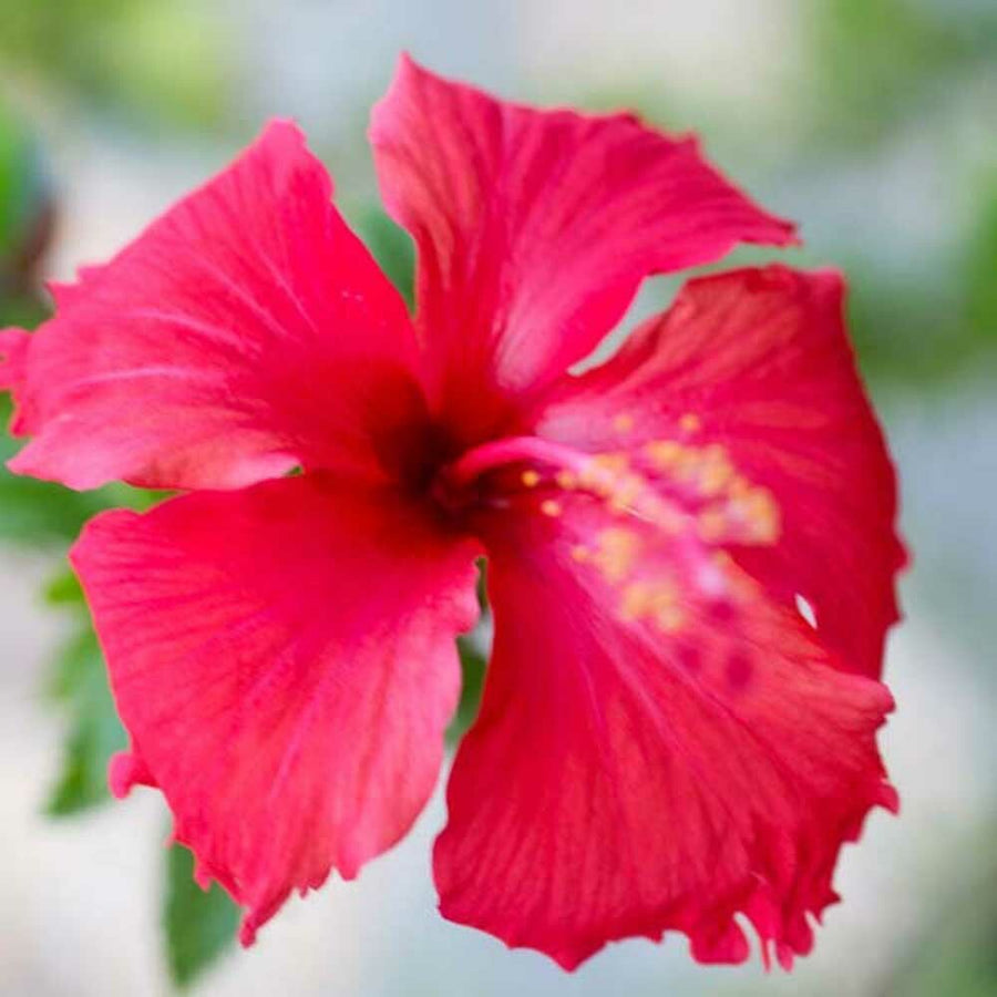 Organic Hibiscus Flavor Oil for Lip Balm