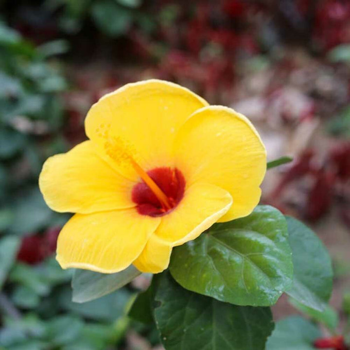 Hibiscus Flavor Oil, Natural