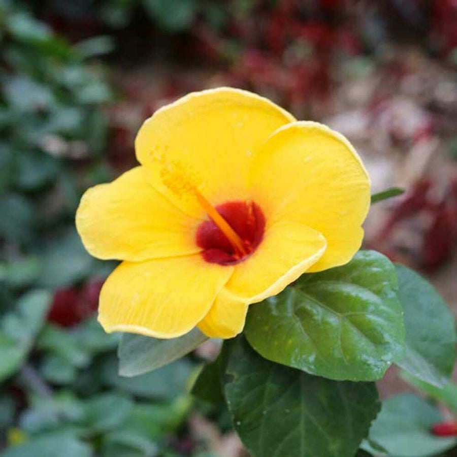 Hibiscus Fragrance Emulsion (Water Soluble)