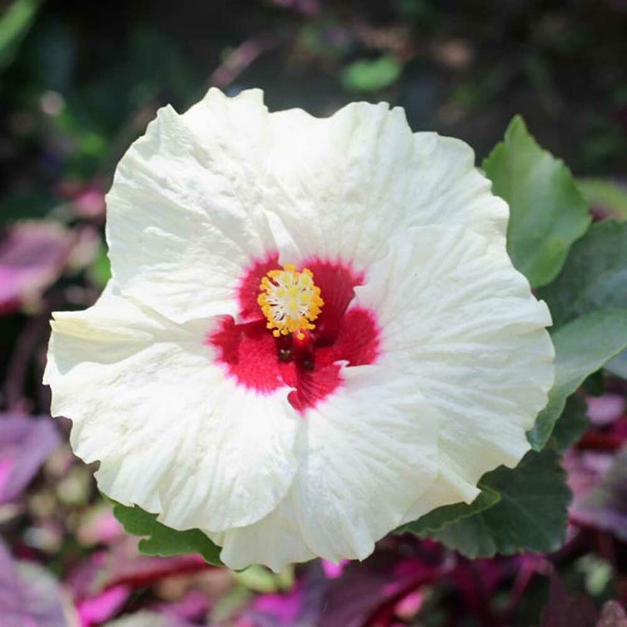 Hibiscus Fragrance Oil (Alcohol Soluble)