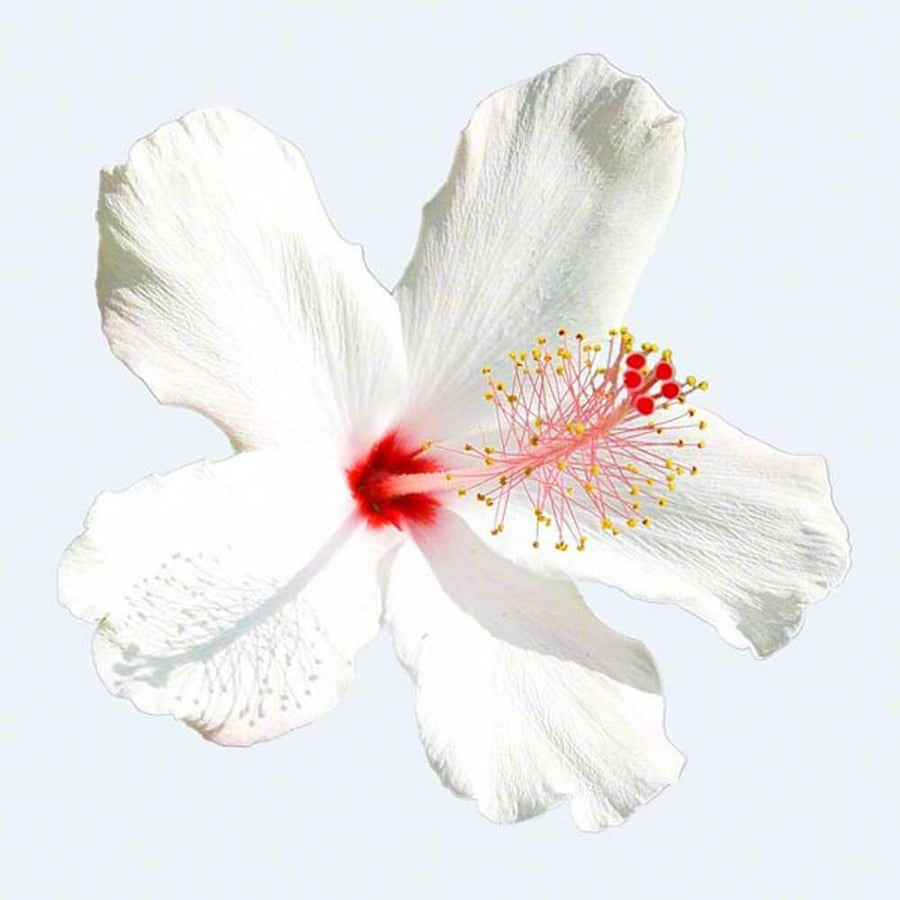 Jamaica Flavor Extract, Organic