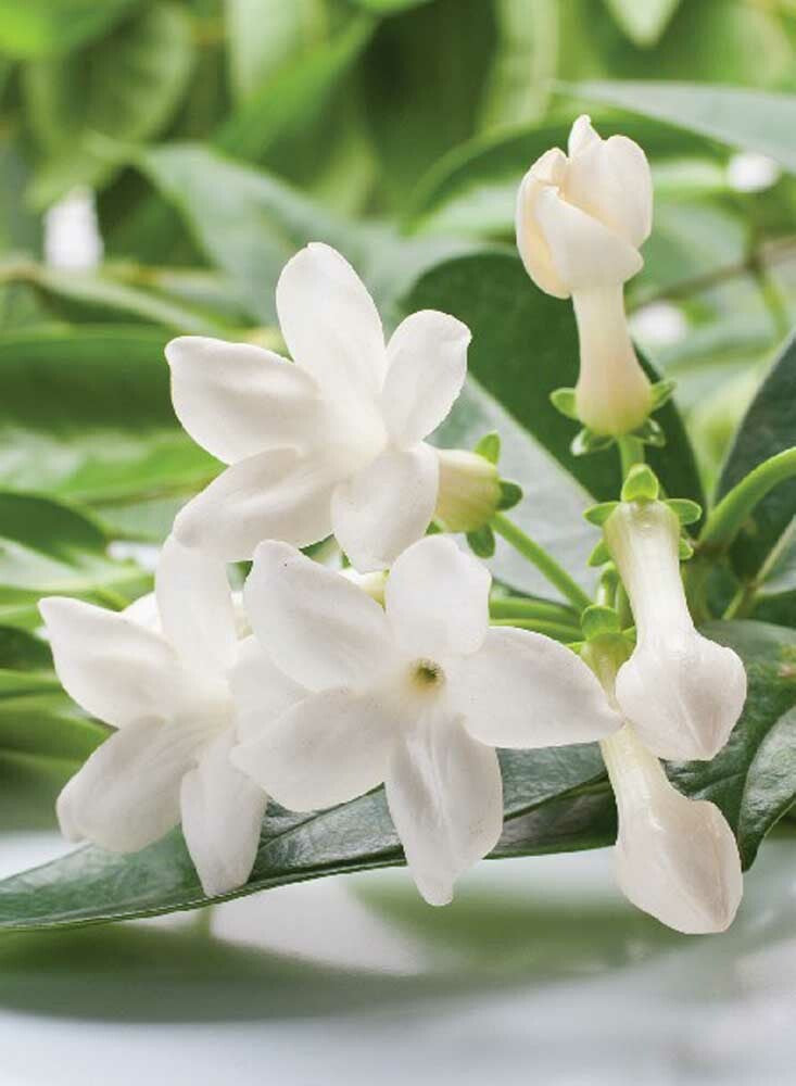 Jasmine Coffee and Tea Flavoring