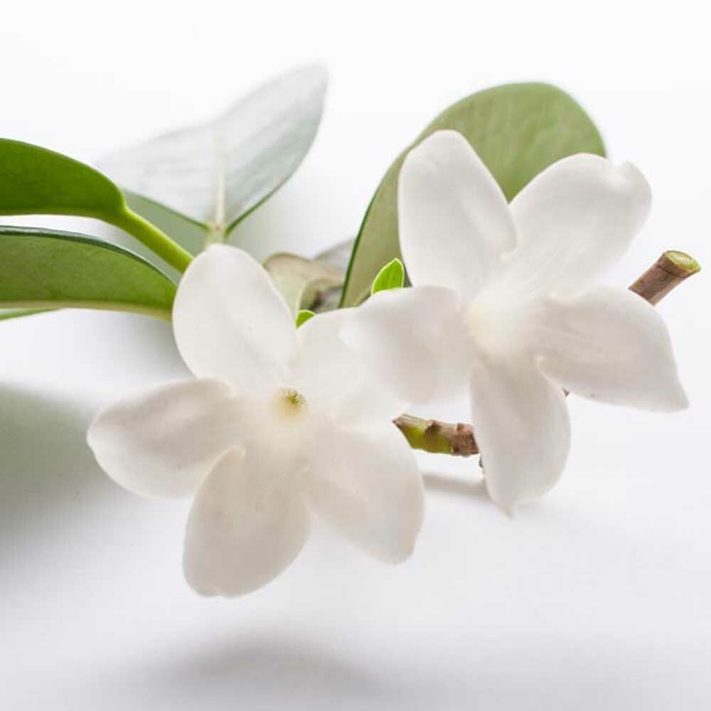 Jasmine Flavor Concentrate, Natural