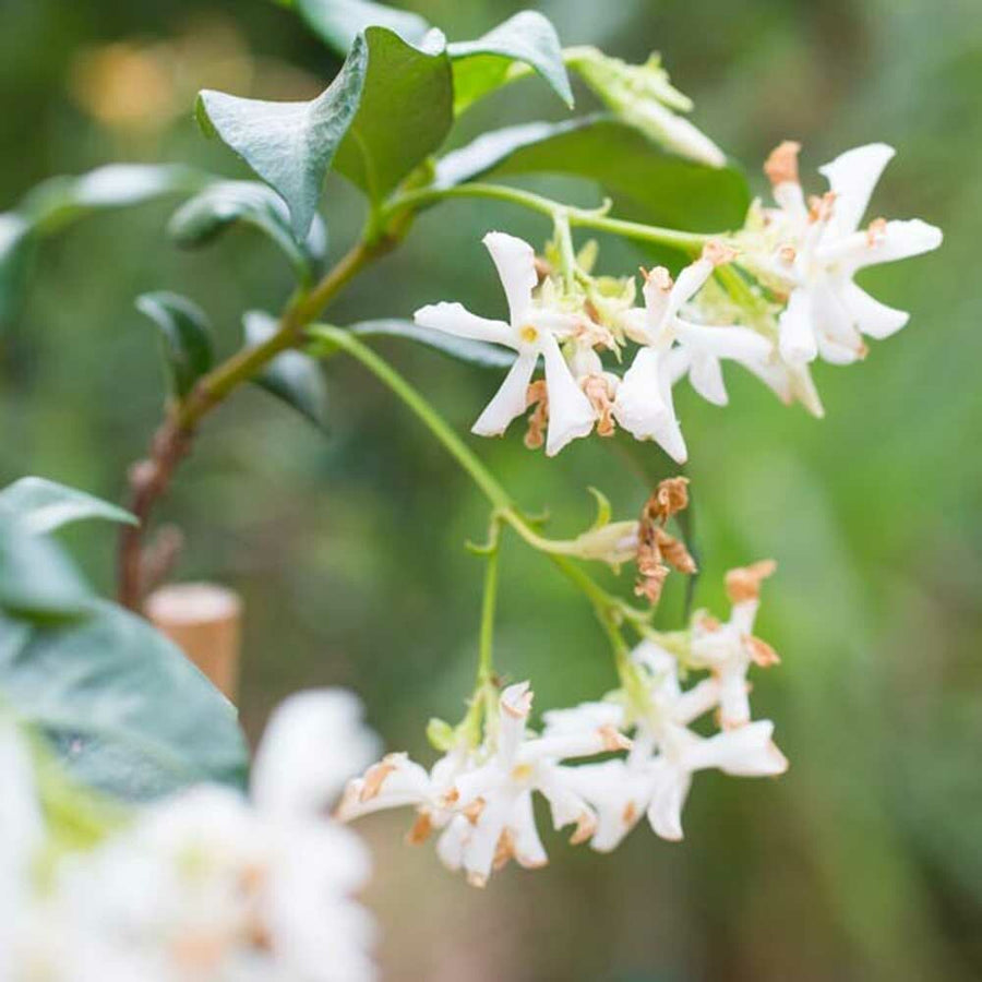 Jasmine Cotton Candy Floss Sugar