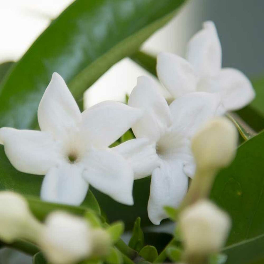 Jasmine Cotton Candy (Ready to Eat)