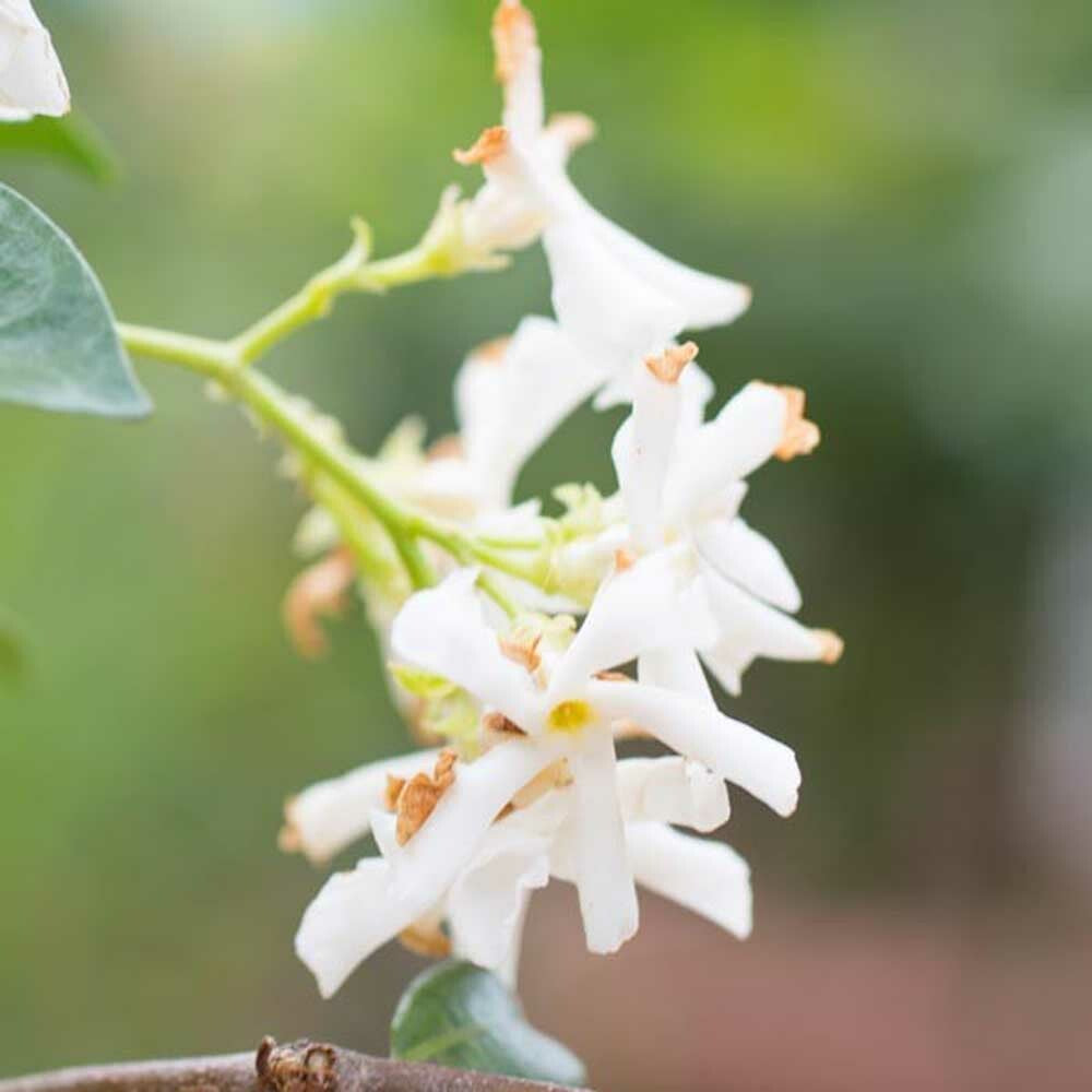 Jasmine Flavor Extract, Natural