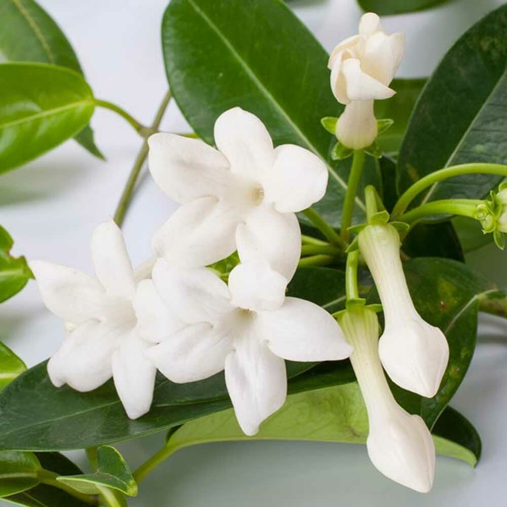 Jasmine Flavor Concentrate Without Diacetyl