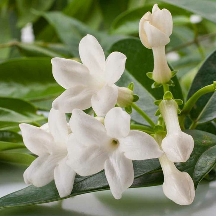Jasmine Flavor Extract Without Diacetyl