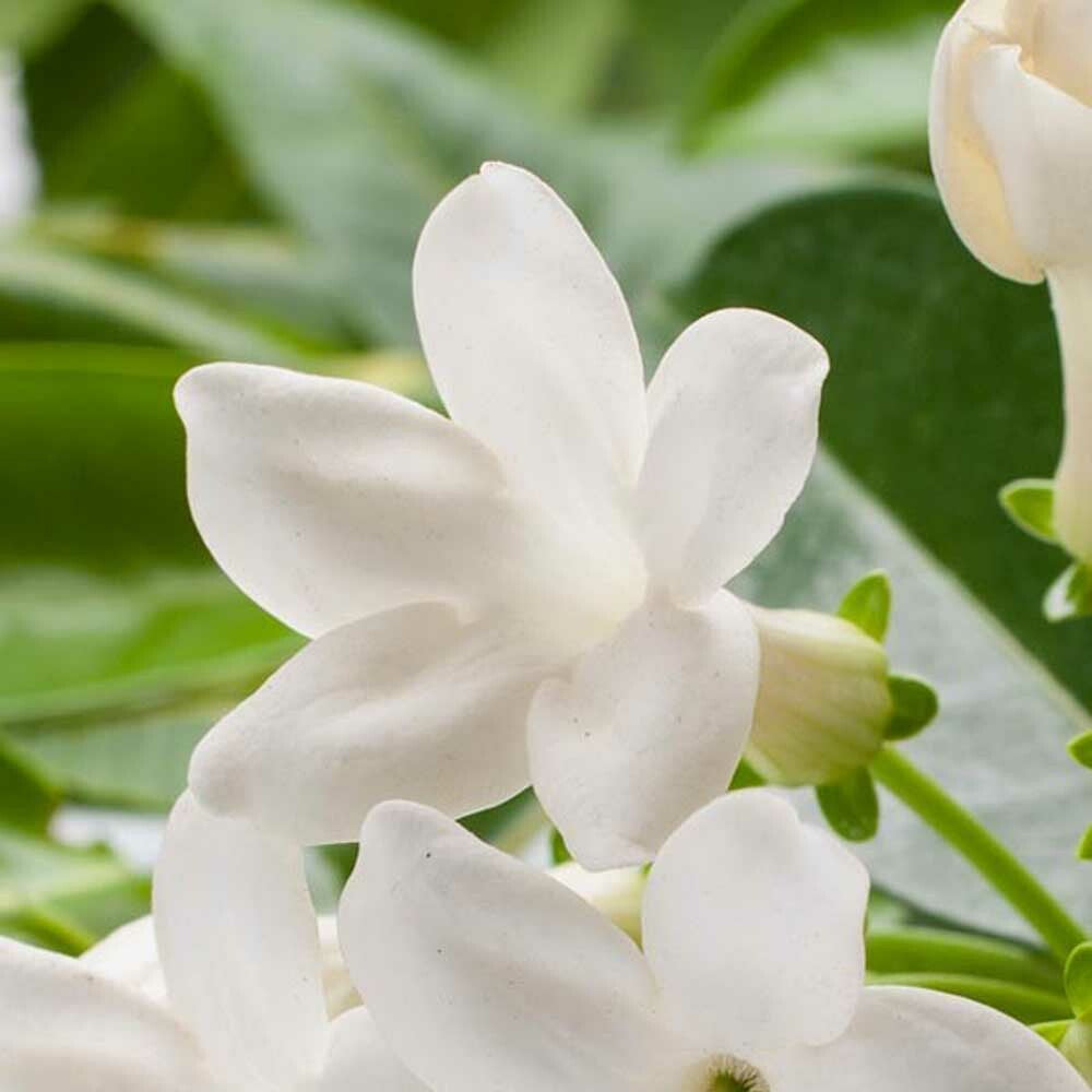 Jasmine Flavor Oil for Chocolate