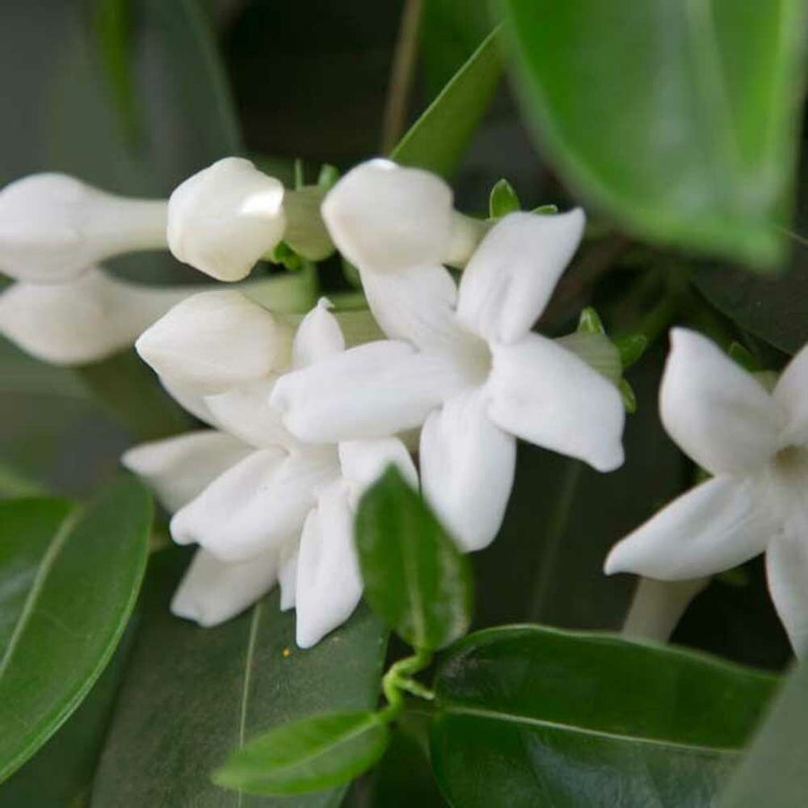 Organic Jasmine Flavor Oil For Chocolate