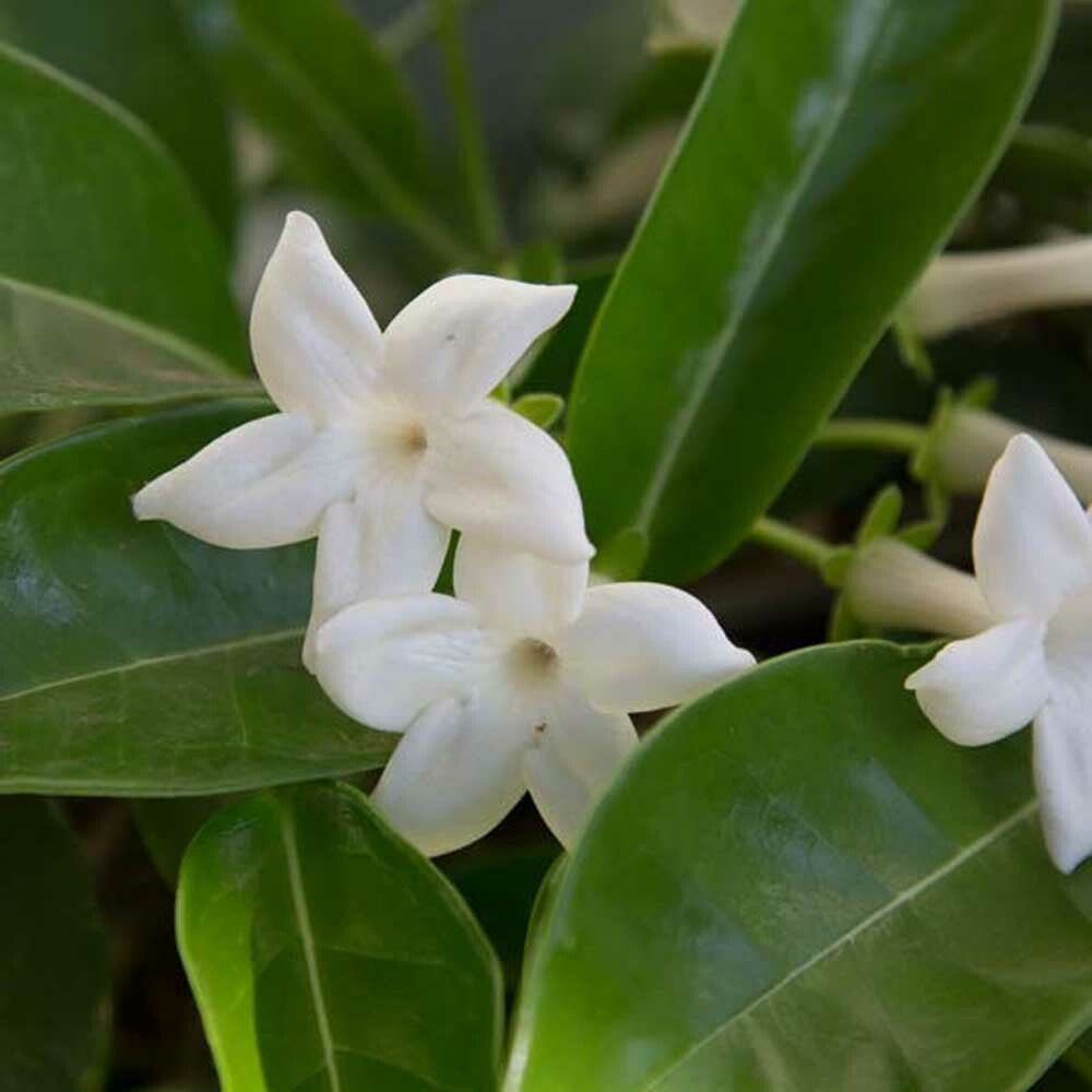 Jasmine Fragrance Emulsion (Water Soluble)