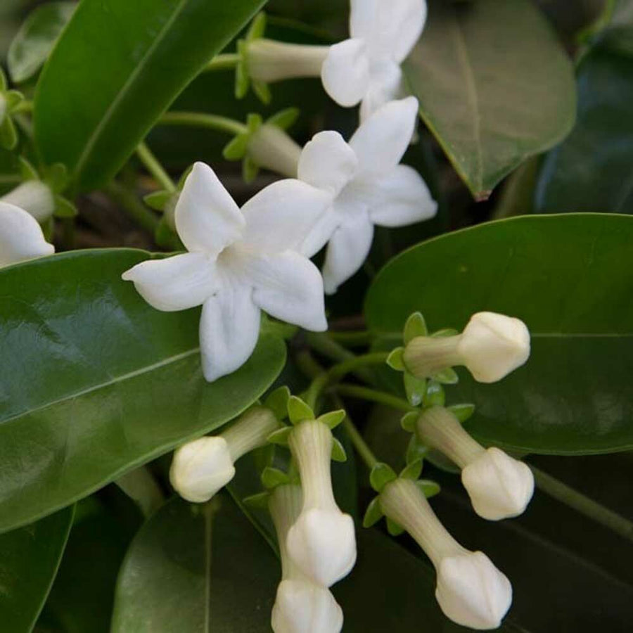 Jasmine Fragrance Oil (Alcohol Soluble), Organic