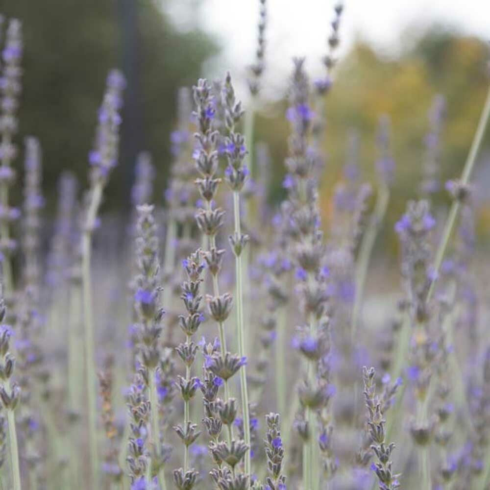Lavender Fragrance Oil (Oil Soluble), Organic
