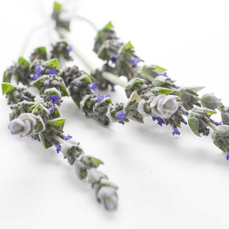 Lavender Tea Tree Flavor Extract, Organic