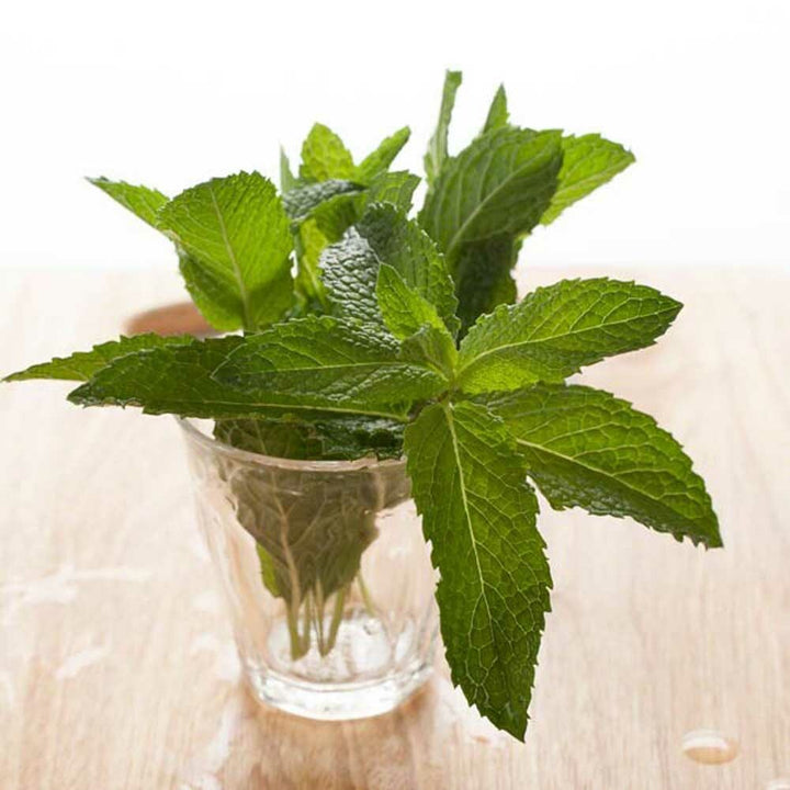 Organic Menthol Flavor Oil for Lip Balm