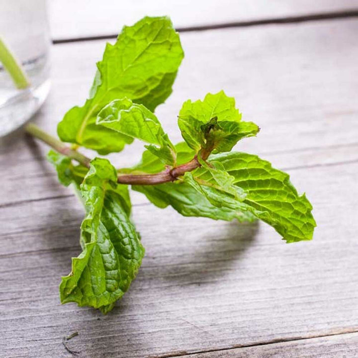 Organic Mint Flavor Oil for Lip Balm