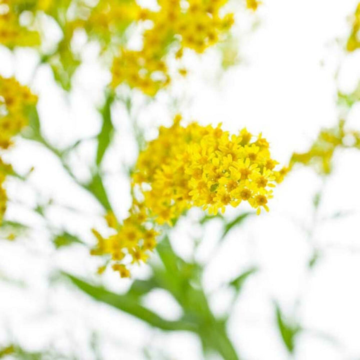 Mountain Flower Fragrance Oil (Alcohol Soluble)