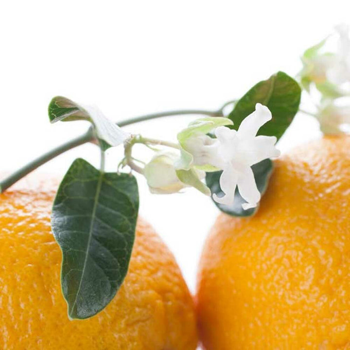 Neroli Fragrance Oil (Alcohol Soluble), Organic