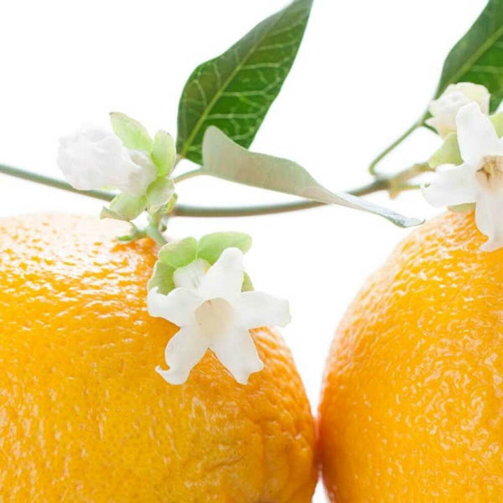 Neroli Fragrance Oil (Alcohol Soluble)
