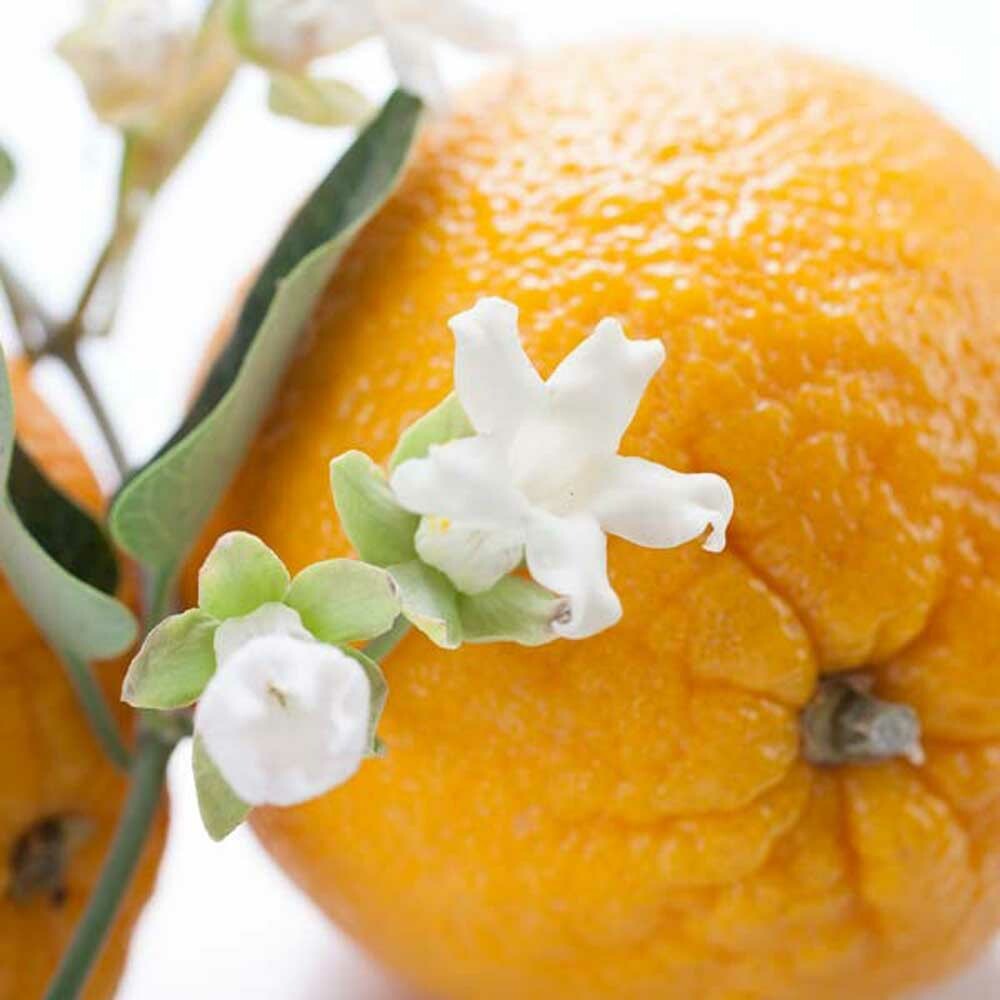 Organic Orange Blossom Flavor Oil For Chocolate