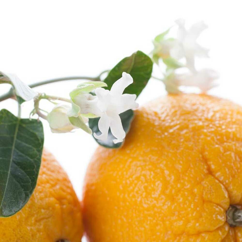 Orange Blossom Fragrance Oil (Oil Soluble), Organic