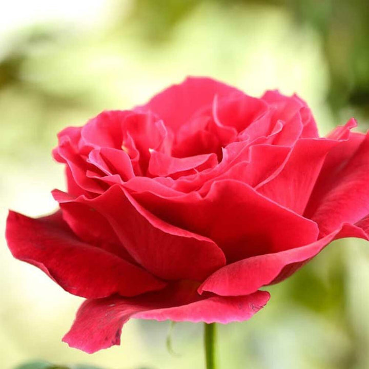 Organic Bulgarian Rose Fragrance Emulsion with Floral Notes (Water Soluble)