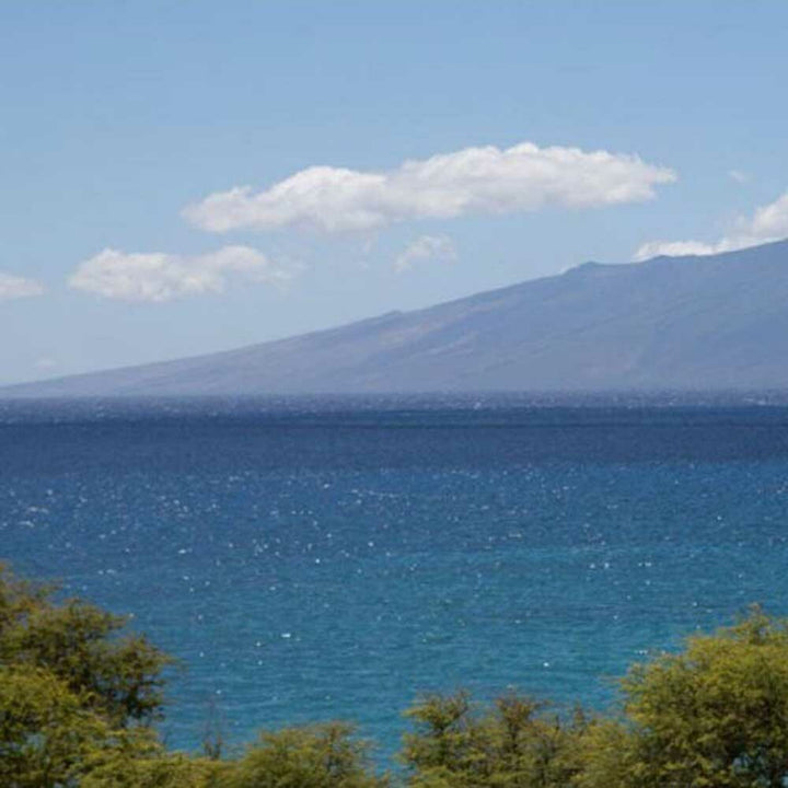 Organic Calm Sea Fragrance Emulsion (Water Soluble)