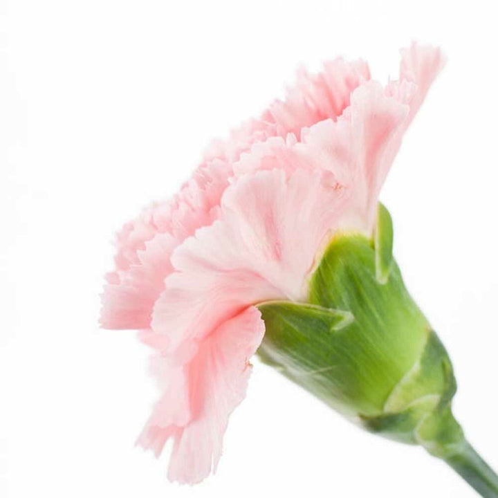 Organic Carnation Fragrance Emulsion (Water Soluble)