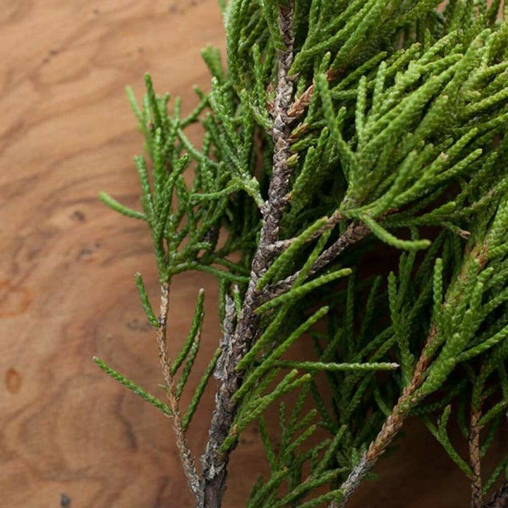 Organic Cedarwood Fragrance Emulsion with Floral Notes (Water Soluble)